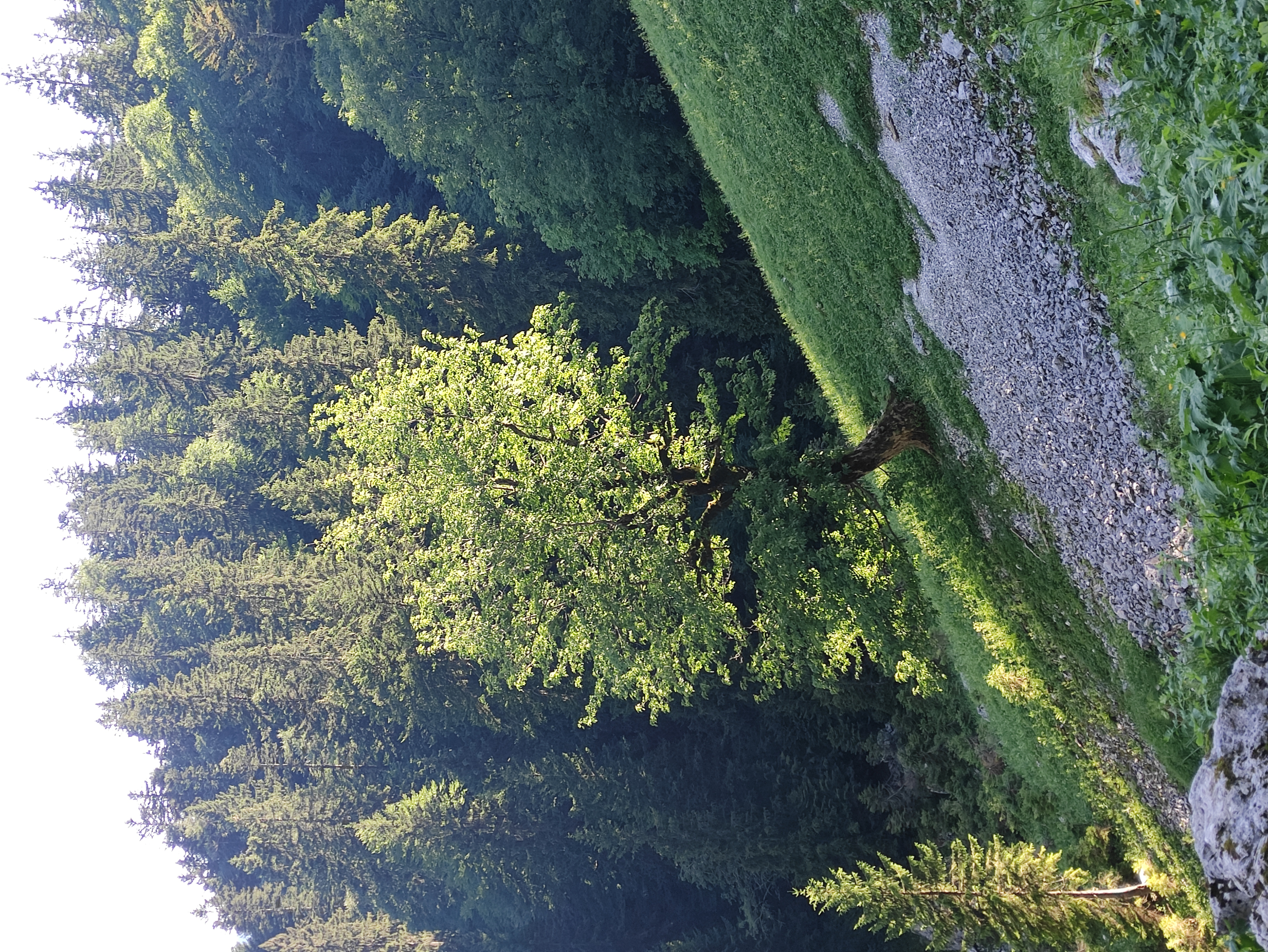 Ein Baum mit starken Wurzeln, symbolisiert Wachstum und Stärke
